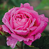 rose Madame Jules Gr�vy