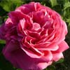 rose Madame L�tuve de Colnet