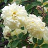 rose Madame Louis Henri