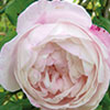 rose Madame Pierre Oger