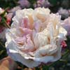 rose Madame de Tartas