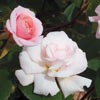 rose Mademoiselle C�cile Brunner