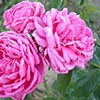 rose Magna Charta