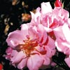 rose Marchenland