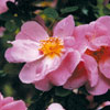 rose Marguerite Hilling