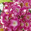 rose Maria Lisa