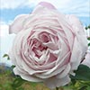 rose Marie Dermar