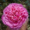 rose Marie Ducher