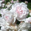rose Marie Pavie