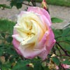 rose Marie Van Houtte