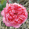 rose Marie d'Orl�ans