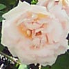 rose Martha