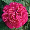 rose Maurice Lepeltier