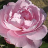 rose Merveille de Lyon