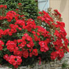 rose Millard de Martigny