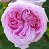 rose Monsieur de Morand