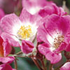 rose Mozart