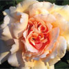 rose Mrs Aaron Ward