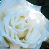 rose Mrs Herbert Stevens