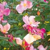 rose Mutabilis