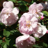 rose Narrow Water