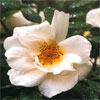 rose Nevada