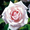 rose New Dawn