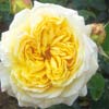 rose Nouchette