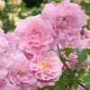rose Ornement des Bosquets