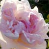 rose Papillon
