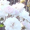 rose Paul's Himalayan Musk