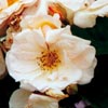 rose P�n�lope