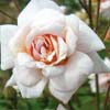 rose Perle d'Or
