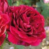 rose Pierre Notting