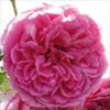 rose Pink Cloud