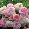 rose Pink Ghislaine de F�ligonde