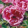 rose Pink Grootendorst
