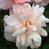 rose Pink Gruss an Aachen