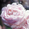 rose Pink Prosperity
