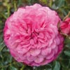 rose Pirontina