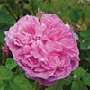 rose Pr�sident Willermoz