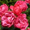 rose Pretty Fairy