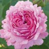 rose Prince Napol�on