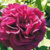 rose Prince Stirbey