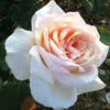 rose Prince de Bulgarie