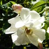 rose Princesse de Nassau