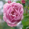rose Purple Mont Vernon