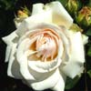 rose Reims