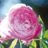 rose Reine Victoria