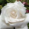 rose Reine des Neiges